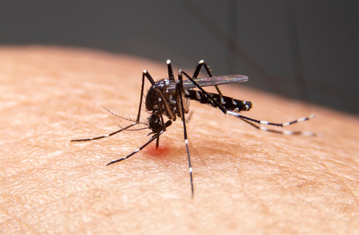 Dengue Fever